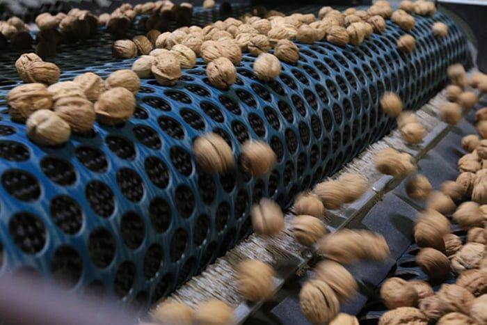 Fall in love with the Aussie walnut...we have! - Brookfarm