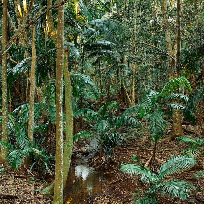 Big Scrub Rainforest Regenerated and Macadamia Commercial Farming Brookfarm