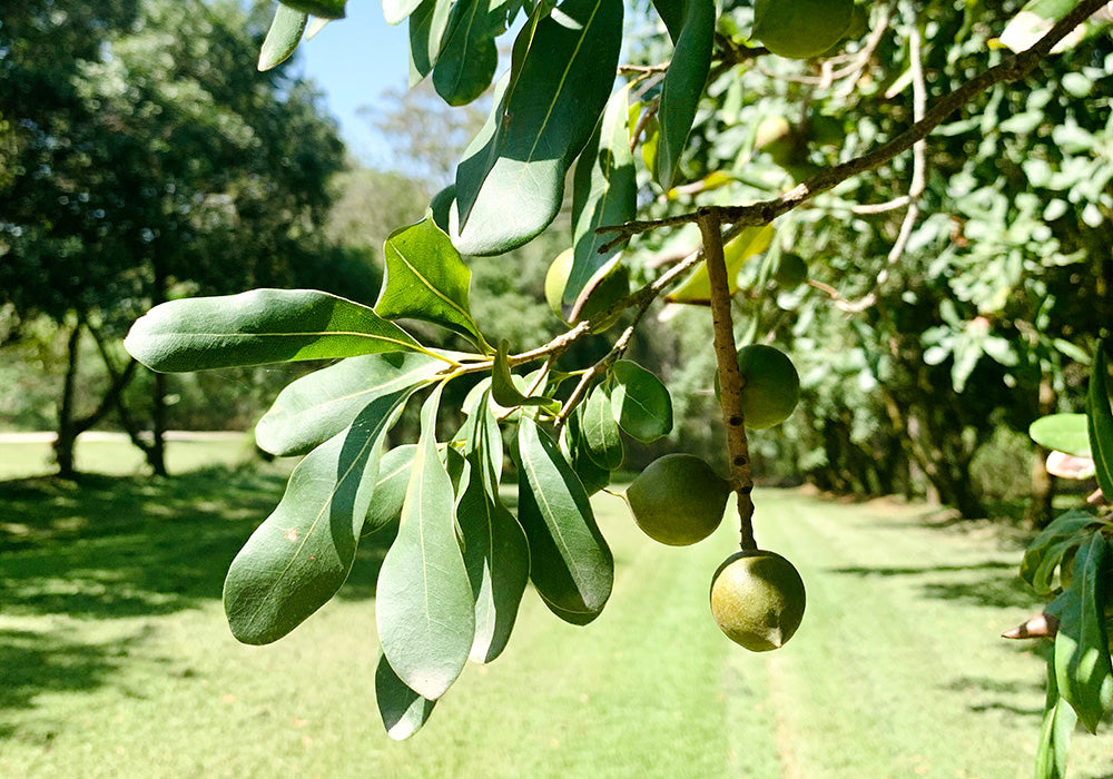 Macadamias: A Spring Skin Superfood for a Glowing Complexion