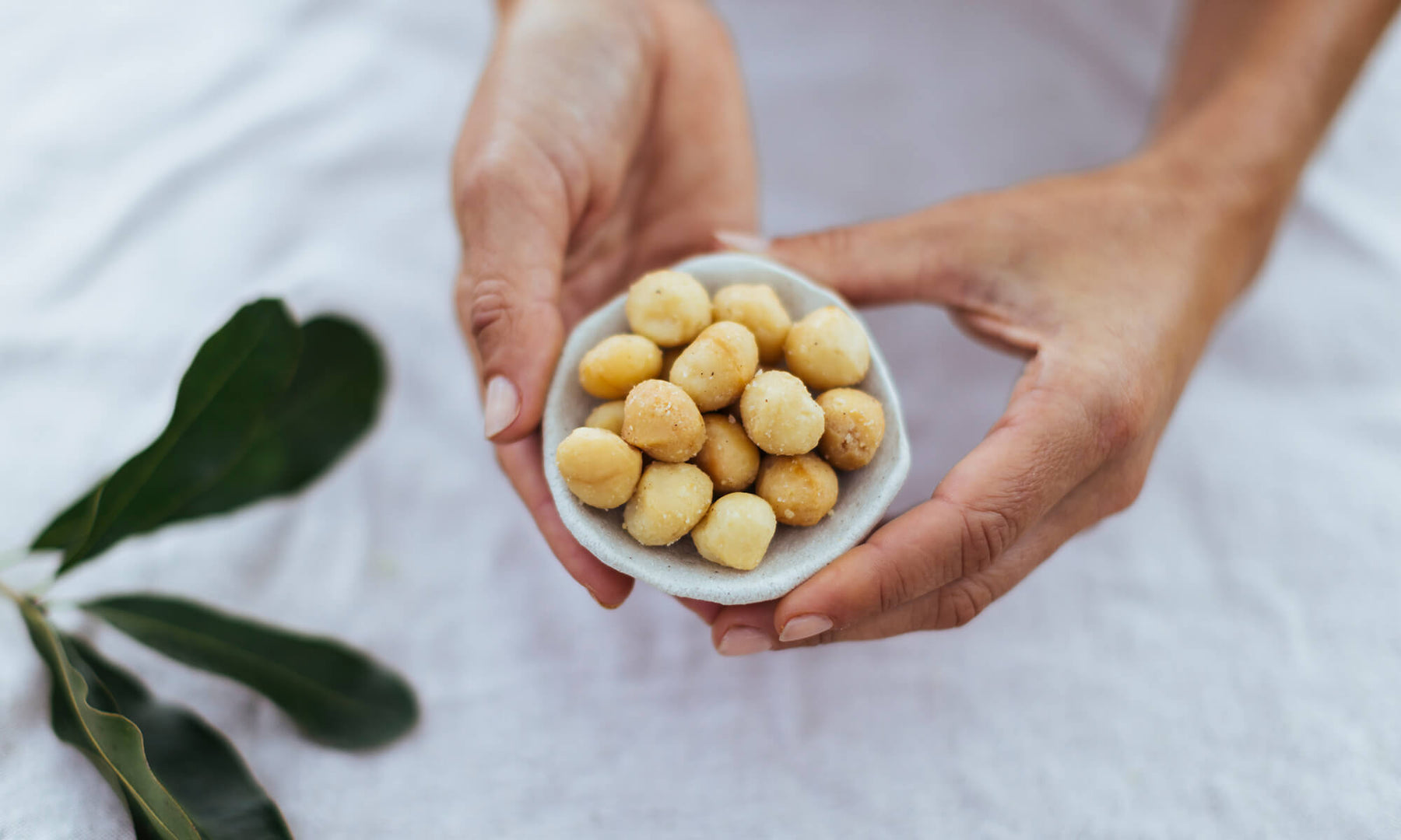 33 Facts Showcasing the Macadamia