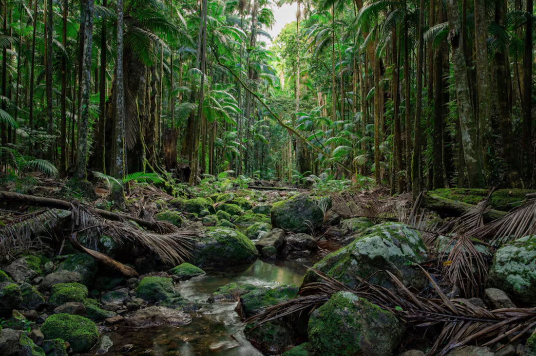 Lush tropical rainforest with a small stream flowing over mossy rocks and dense greenery.