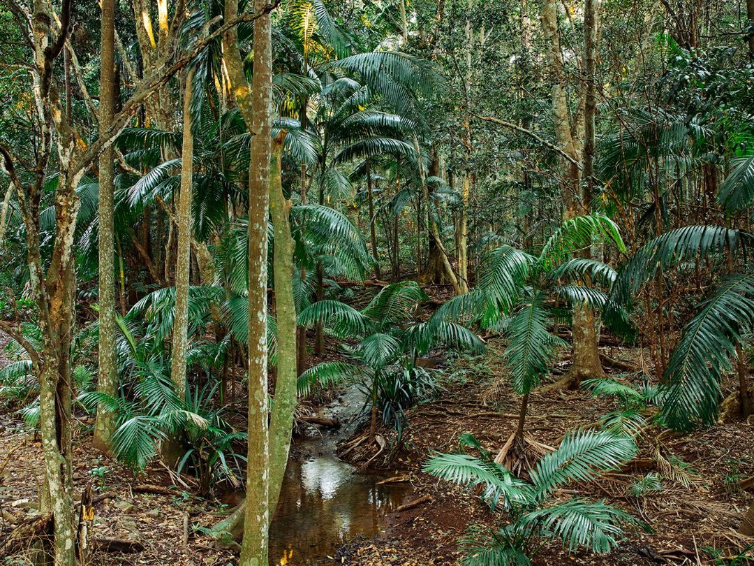 Big Scrub Rainforest Regenerated and Macadamia Commercial Farming Brookfarm