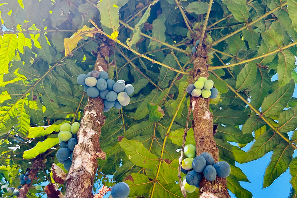 Brookfarm Native Ingredients - Davidson Plums growing on tree