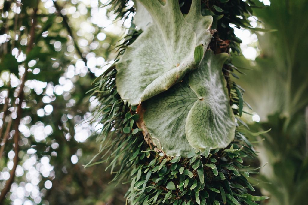 Our Macadamia Trees: A Thriving Example of Biodiversity on a Commercial Farm