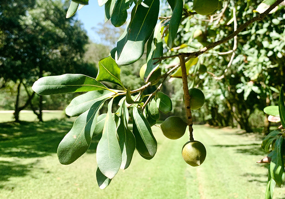 Macadamias: A Skin Superfood for a Glowing Complexion