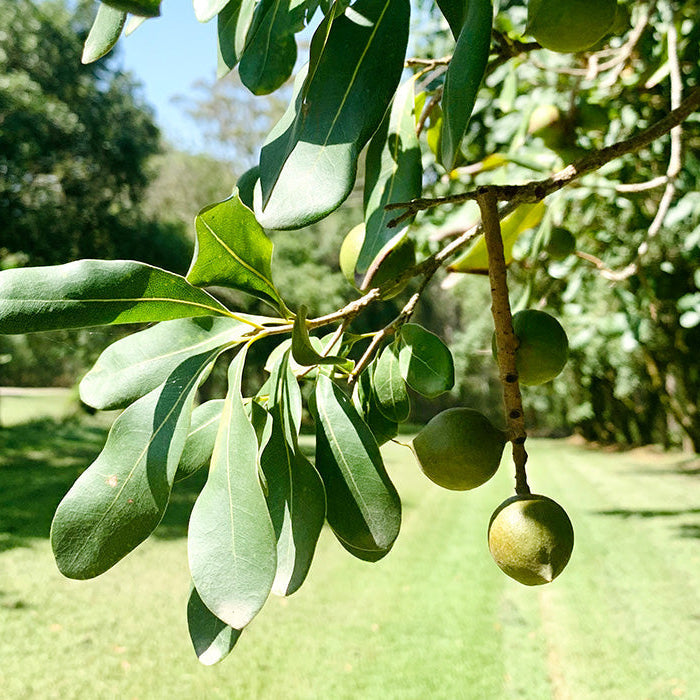 Macadamias: A Skin Superfood for a Glowing Complexion