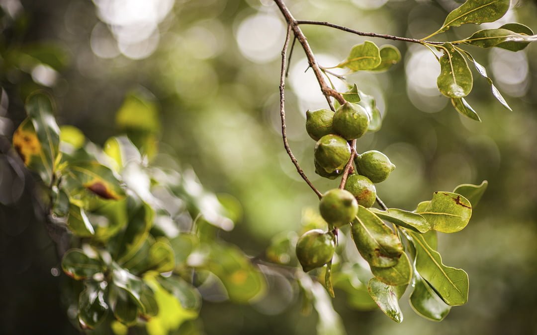 Macadamias hanging from trees on Brookfarm Byron Bay Northern Rivers
