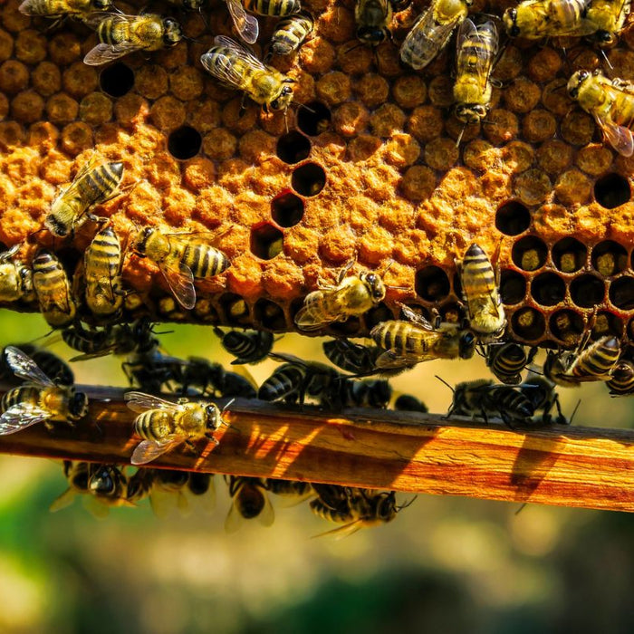 Our Ingredients: 100% Pure Australian Honey