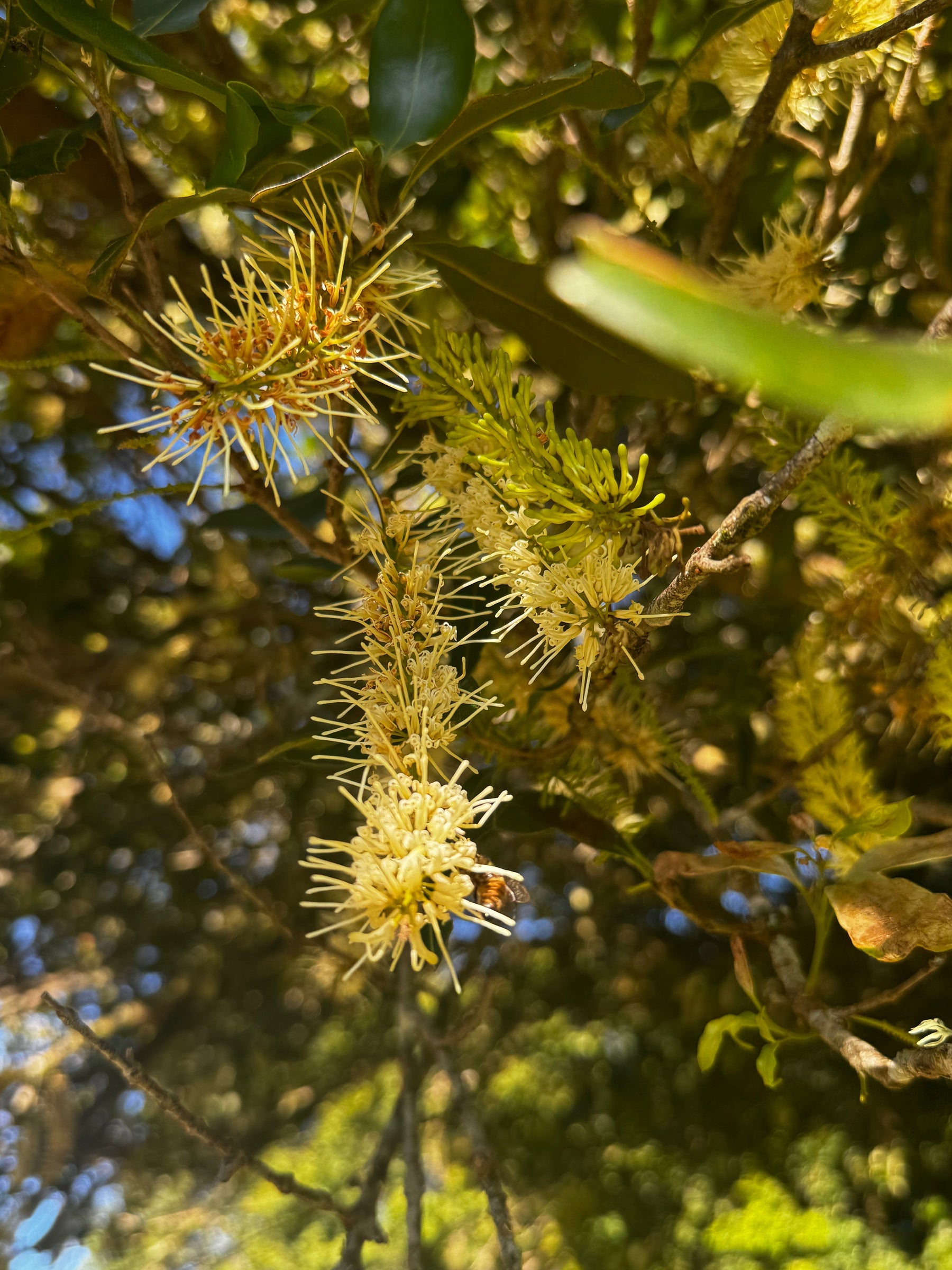 The Bloom of Something Beautiful: Macadamia Trees in Flower at Brookfarm