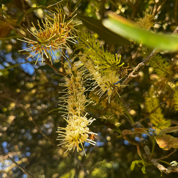 The Bloom of Something Beautiful: Macadamia Trees in Flower at Brookfarm