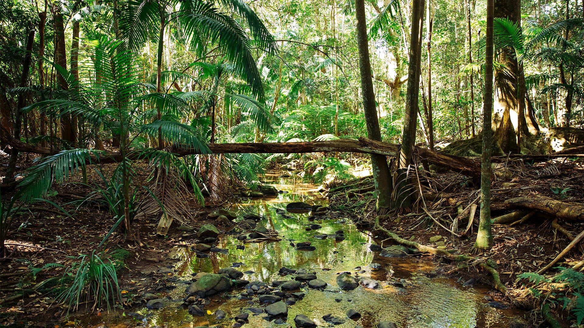 Healthy creek bed in a regenerated sub tropical rainforest on the northern rivers of NSW, Australia. 