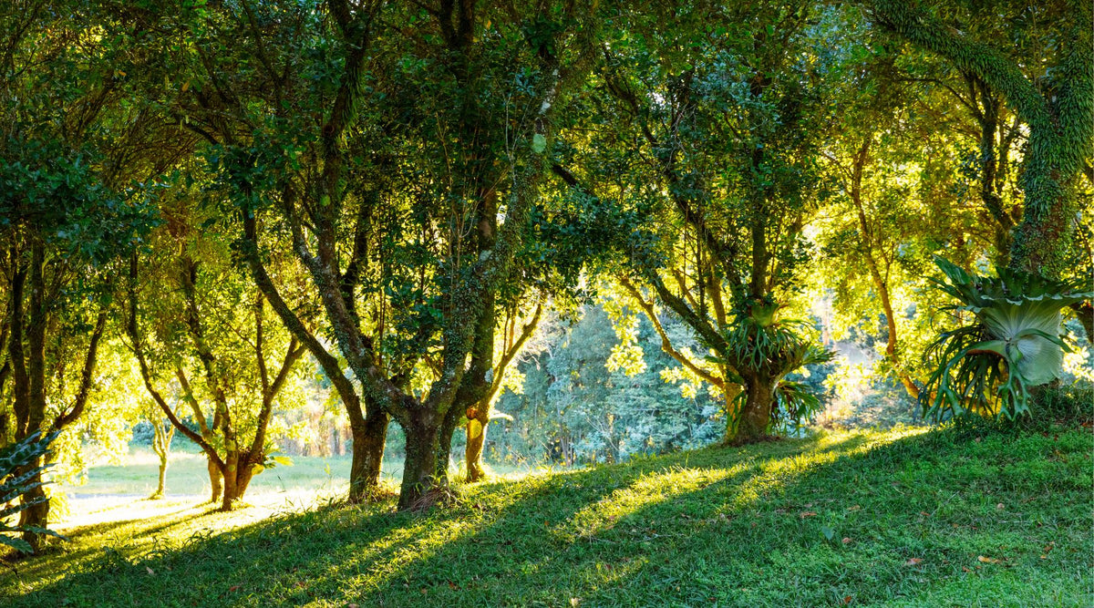 Our Brookfarm History 