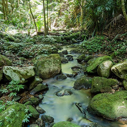 The Big Scrub Rainforest – A Journey Through Time – 2nd Edition